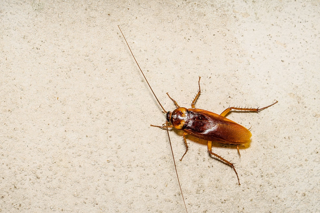 Cockroach Control, Pest Control in Purfleet, RM19. Call Now 020 8166 9746