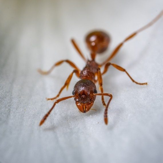 Field Ants, Pest Control in Purfleet, RM19. Call Now! 020 8166 9746