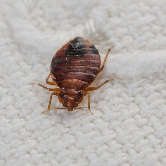 Bed Bugs, Pest Control in Purfleet, RM19. Call Now! 020 8166 9746