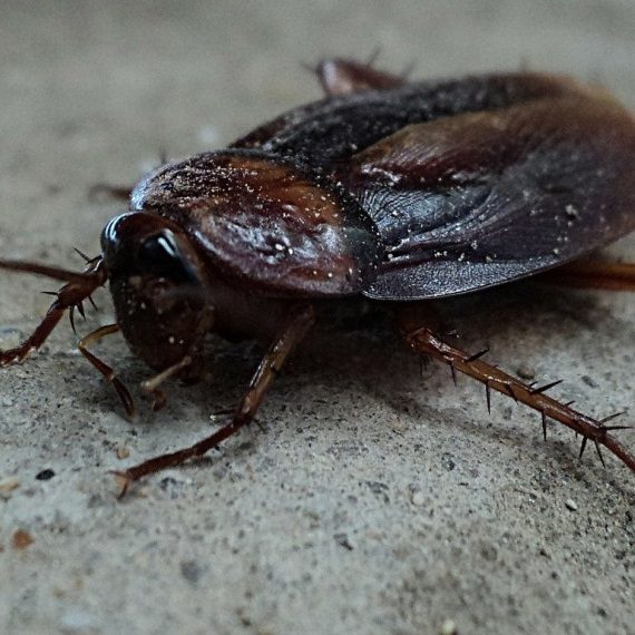Cockroaches, Pest Control in Purfleet, RM19. Call Now! 020 8166 9746