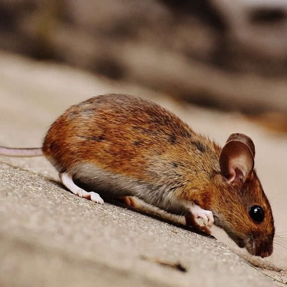 Mice, Pest Control in Purfleet, RM19. Call Now! 020 8166 9746