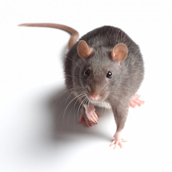 Rats, Pest Control in Purfleet, RM19. Call Now! 020 8166 9746