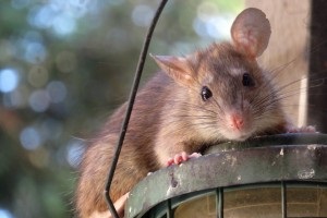 Rat extermination, Pest Control in Purfleet, RM19. Call Now 020 8166 9746