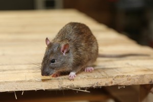 Rodent Control, Pest Control in Purfleet, RM19. Call Now 020 8166 9746