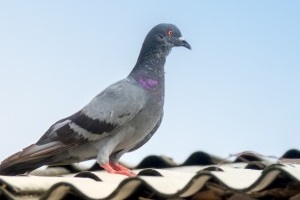 Pigeon Pest, Pest Control in Purfleet, RM19. Call Now 020 8166 9746
