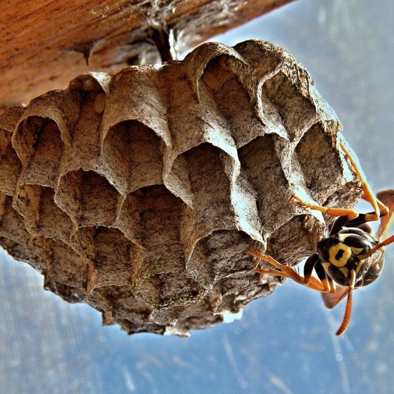 Wasps Nest, Pest Control in Purfleet, RM19. Call Now! 020 8166 9746